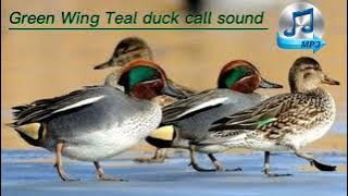 Green Wing Teal duck call prefect sound for prefect hunting only for hunter #Teal #hunting #call