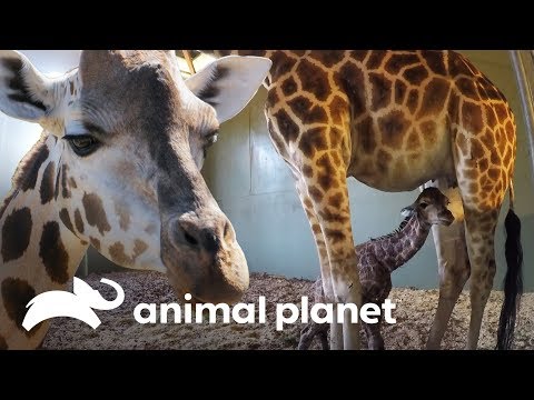 Vídeo: April, A Girafa Dá à Luz Um Bebê Saudável, Captura Corações Em Todo O Mundo