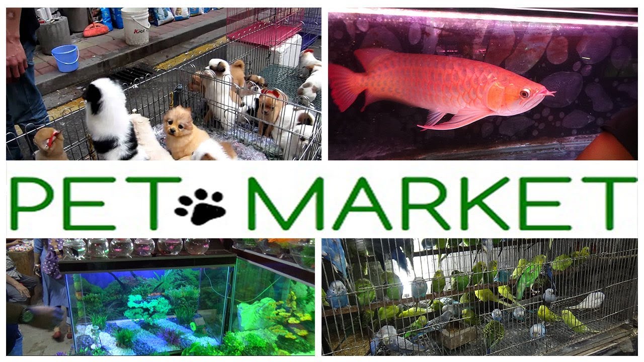 Biggest Pet Market in Dhaka Bangladesh YouTube