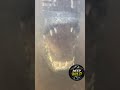 Alligatore GIGANTE