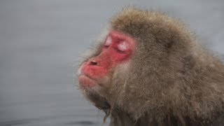 Zen Snow Monkeys in a Hot Springs, Japan