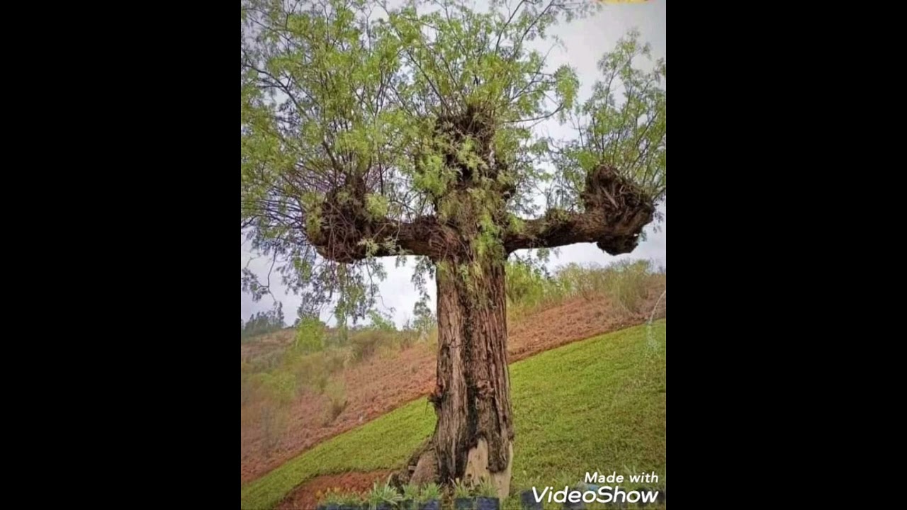 Pr. Filip Marius, Predică la Duminica Sfintei Cruci.