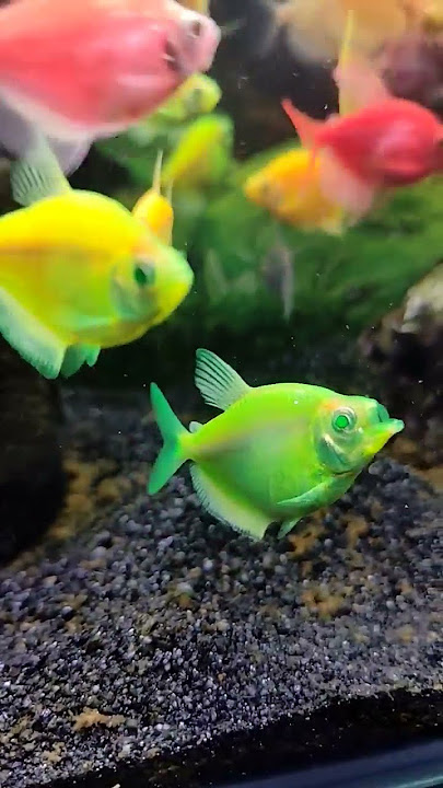 Can anyone tell..what happened to this glofish? #glofish #aquarium #green #water #beautiful
