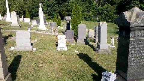 Mockingbirds Defending Nest.