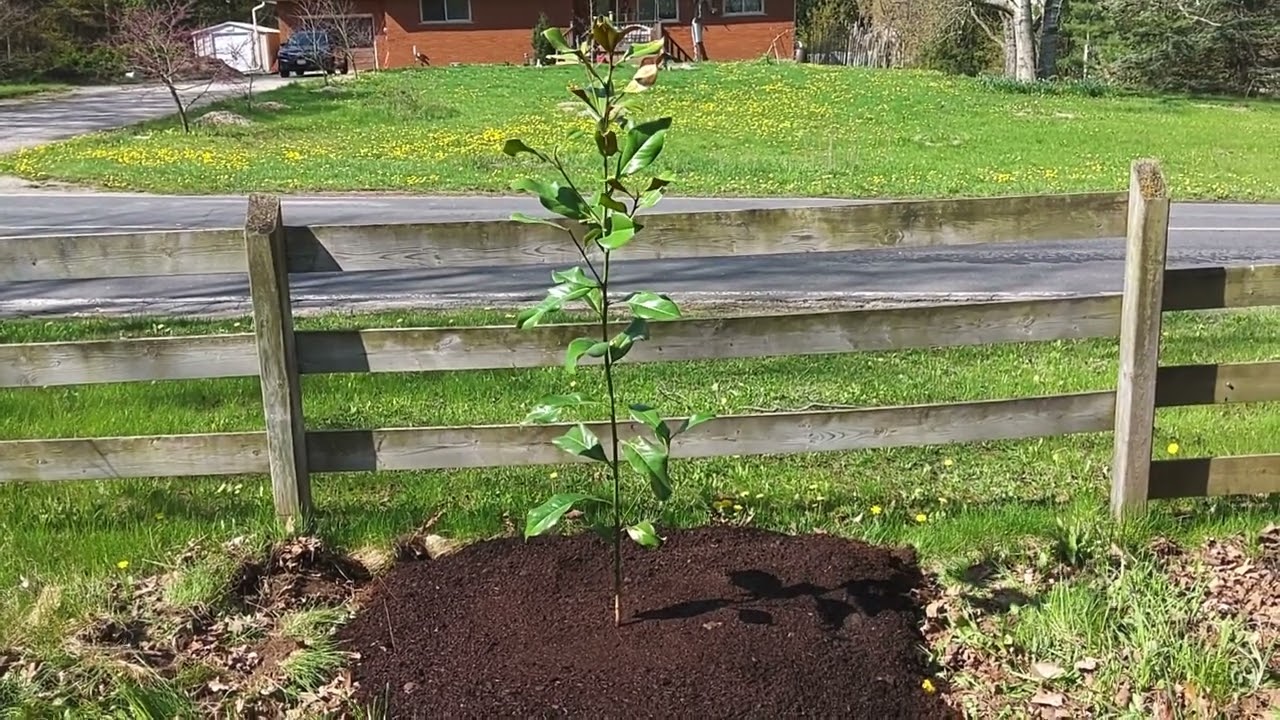 Brackens Brown Beauty Southern Magnolia in Burlington,  Ontario,  Canada USDA zone 6a