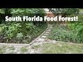 A 6-Year-Old South Florida Food Forest in Fort Lauderdale (Tour 2017)