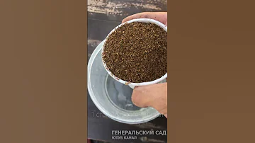 Супер эффективное средство от Тли, Муравьев, Трипсов и других вредителей! Натуральный способ.