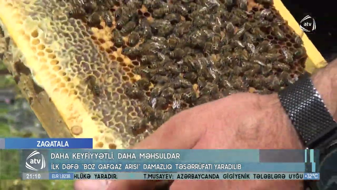 Daha keyfiyyətli daha məhsuldar: İlk dəfə “Boz Qafqaz arısı” damazlıq təsərrüfatı yaradılıb