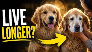 How Long Do Golden Retrievers Live? The 6 Habits That Add Years To Their Life How Long Golden Retriever Live