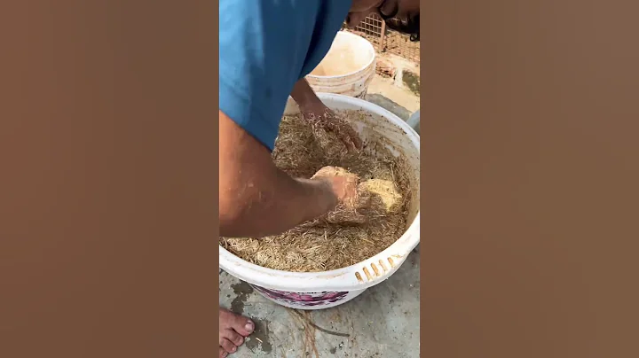 Goat Feed management#viral #trending #goatfarming #rooftop #farming #goat #pregnant #agro #organic