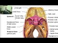 Anatomy of head and neck module in Arabic 13 (Applied anatomy of skull) , by Dr. Wahdan