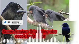 Pikat kombinasi suara anakan burung srigunting/saeran abu cocok buat pikat TERBUKTI AMPUH