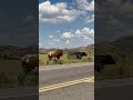 Bos taurus near the visitor center. WMWR 9/17/25