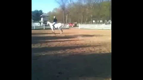 FOR SALE Excel - Adorable Ch/Ad Hunter