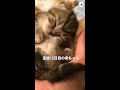 【手のひらより小さな子ネコちゃん】可愛く寝返りしたりぐいーんと伸びをしたり。天使すぎた...(* ́『`*)