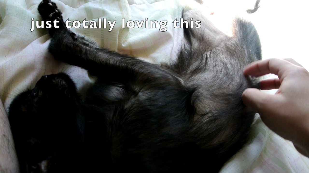 Cat Loves Belly Rubs YouTube