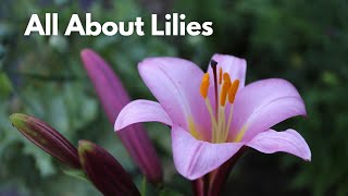 All About Lilies // Different Lily Types for Your Flower Garden