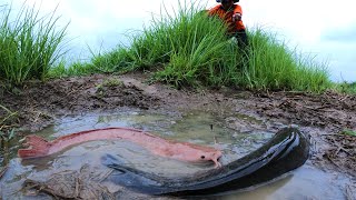 amazing fishing! catch a lot of fish in dry place water at field by hand a fisherman