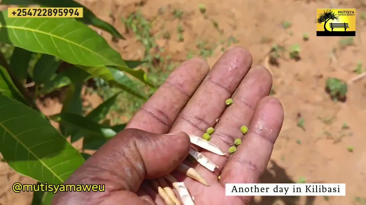 Watermelon farming in Kilibasi