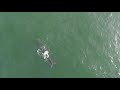 Injured newborn whale