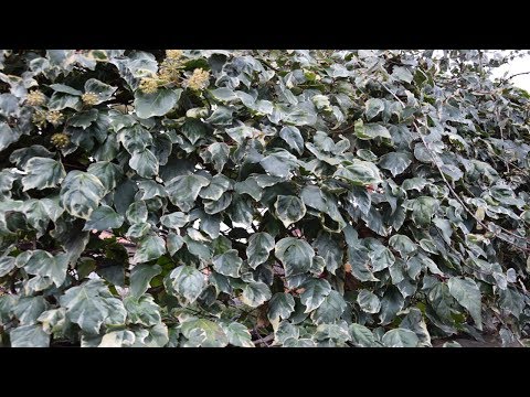 Video: Fatshedera Lizei Tree Ivy: requisiti interni per Tree Ivies