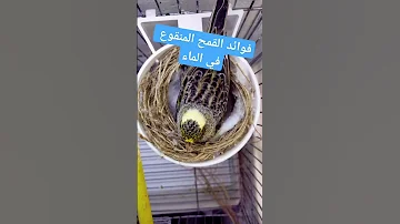 فوائد القمح المنقوع في الماء الكناري كناري البادجي طيور 