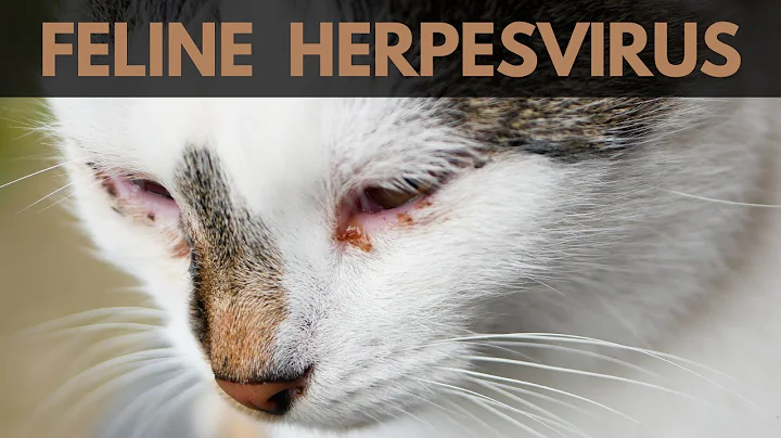 Feline Herpesvirus: What Every Cat Owner Should Know