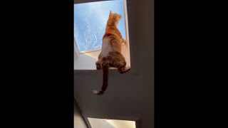 Owner Caught Her Cat Trying To Escape From The Roof Window