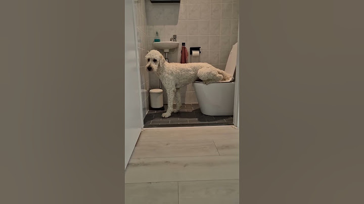 Dog using the toilet? #funnyvideo #dogshorts