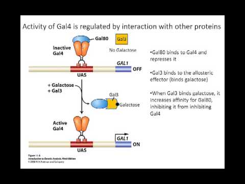 וִידֵאוֹ: האם חלבון gal4 בשמרים מבצע ויסות חיובי או שלילי של הגנים GAL?