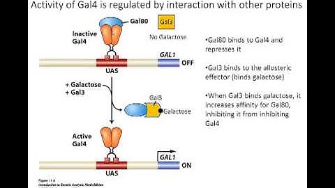 Gal system in eukaryotes