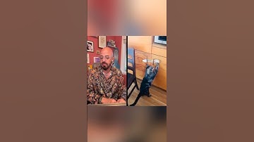 Cat PROOF your home! (I have a video on how to do it)! #cats #catvideos