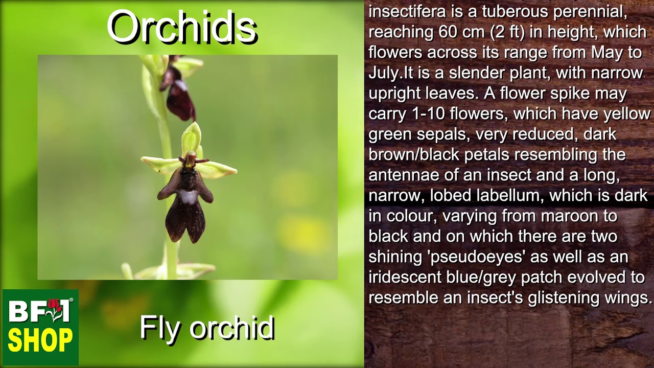 (Fly orchid) Orchids Gallery Malaysia at BF1