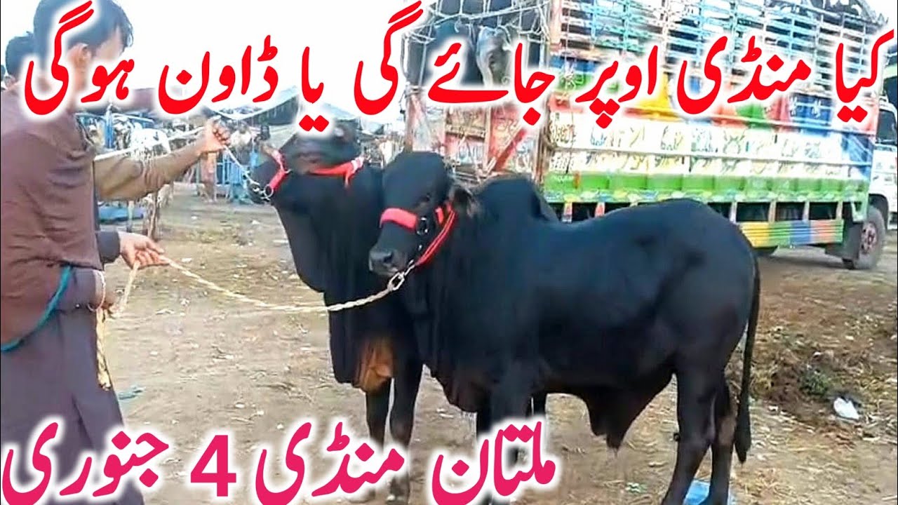 Today Multan Cow Mandi 2025 | Cholistani Sahiwal & Brahman Cows | Global Village Farming