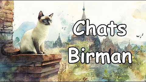 Video 11852141: birman cat