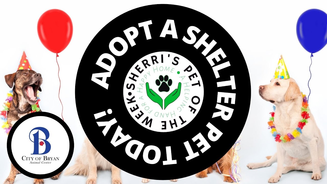 Pet of the Week: Scrappy❤ #sherriecholsrealtor #sellwithsherri #bryancollegestationrealestate