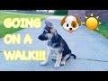 Going on a walk with a german shepherd puppy   simba the gsd