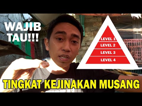 Video: Cara Menentukan Usia Musang