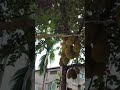 #Jackfruit tree#jackfruit short vlog #home garden#jackfruit #love #reels