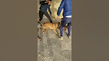 شجار عنيف بين كلب بيتبول و كلب مالينوا 