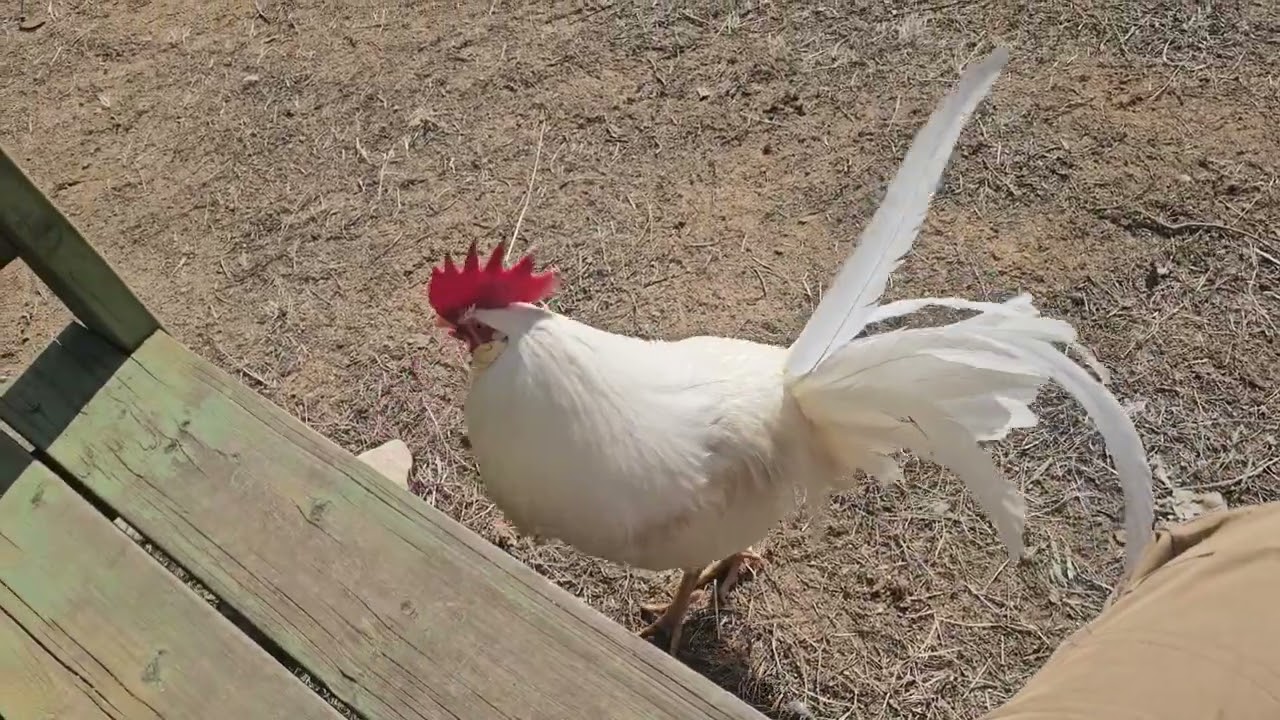 2026년 2월 25일 1년키워본 닭 후기 화이트 레그혼 의 매력  다만 조금 예민해요  ㅎㅎ