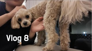 친구 강아지와 여행가기 | 강아지들과 1박 2일 | 서린춘천 글램독 | 바베큐 해먹기 | 숙소 리뷰 | 마당 산책 | 근처 카페에서 빵 사먹기 | 루아멍 LUAMUNG