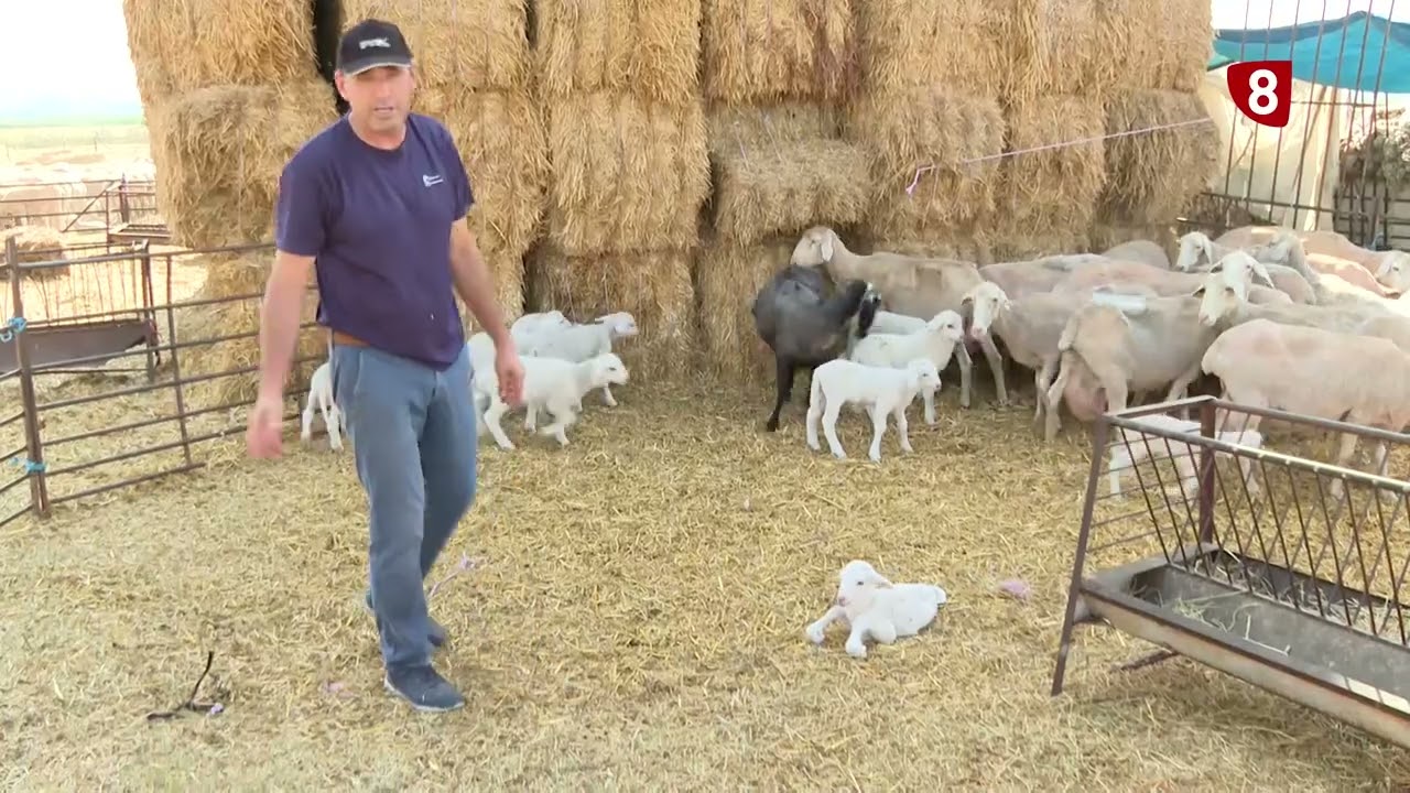 La situación del ovino en Salamanca-Campo salmantino 01 agosto 2022