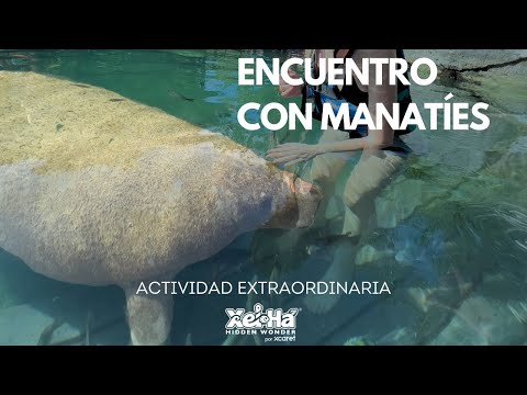Encuentro con Manatíes