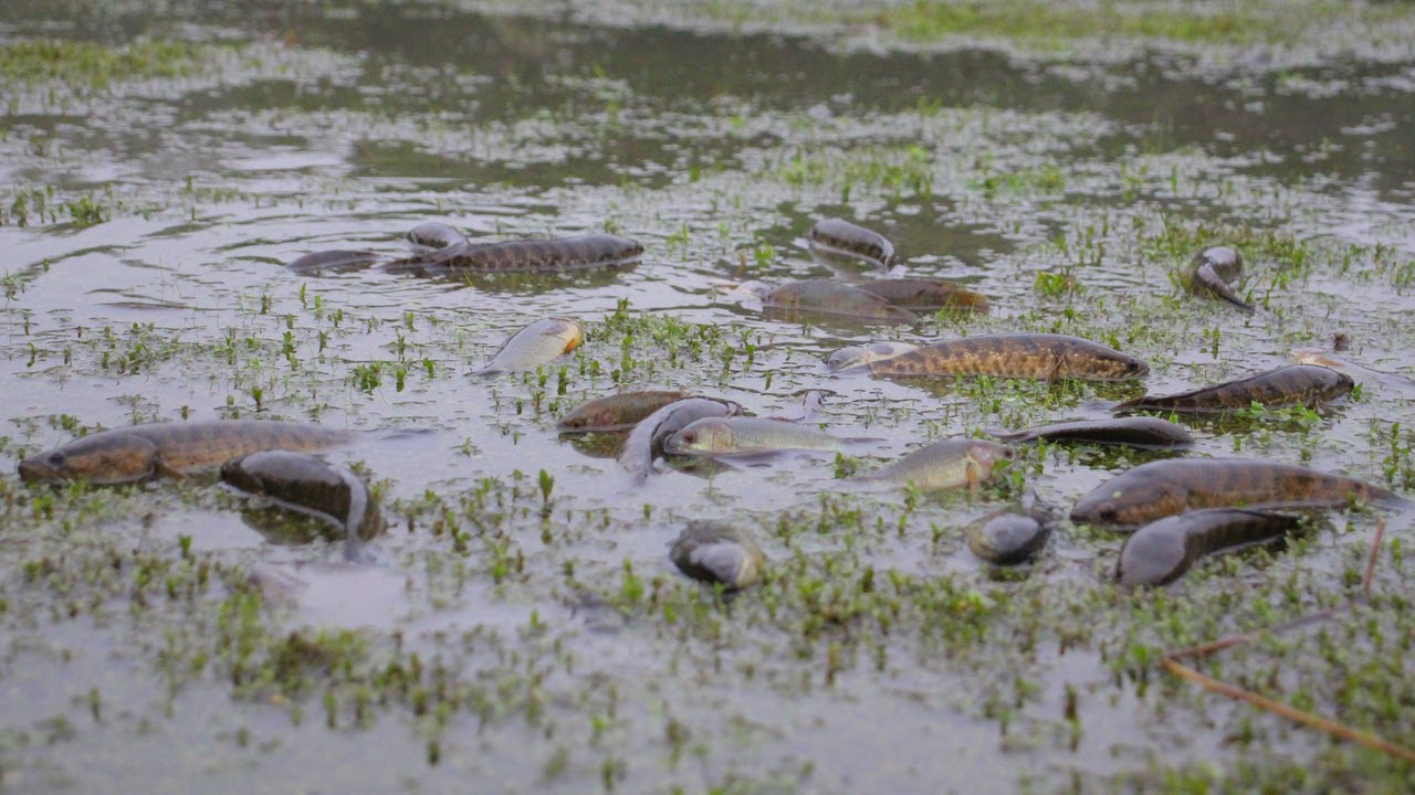 Fish Coming While Raining Boys Caught the Fish | Unbelievable A Lot Of Fish Coming with Raining ...