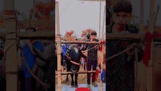 কোরবানির হাট #foryou #shortvideos #lifeisbutadream #caw #ihavethisthingwithplants #viral #pets