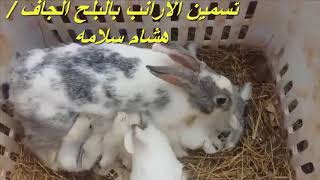 تسمين الأرانب بالبلح الجاف Wild baby rabbit feeding time