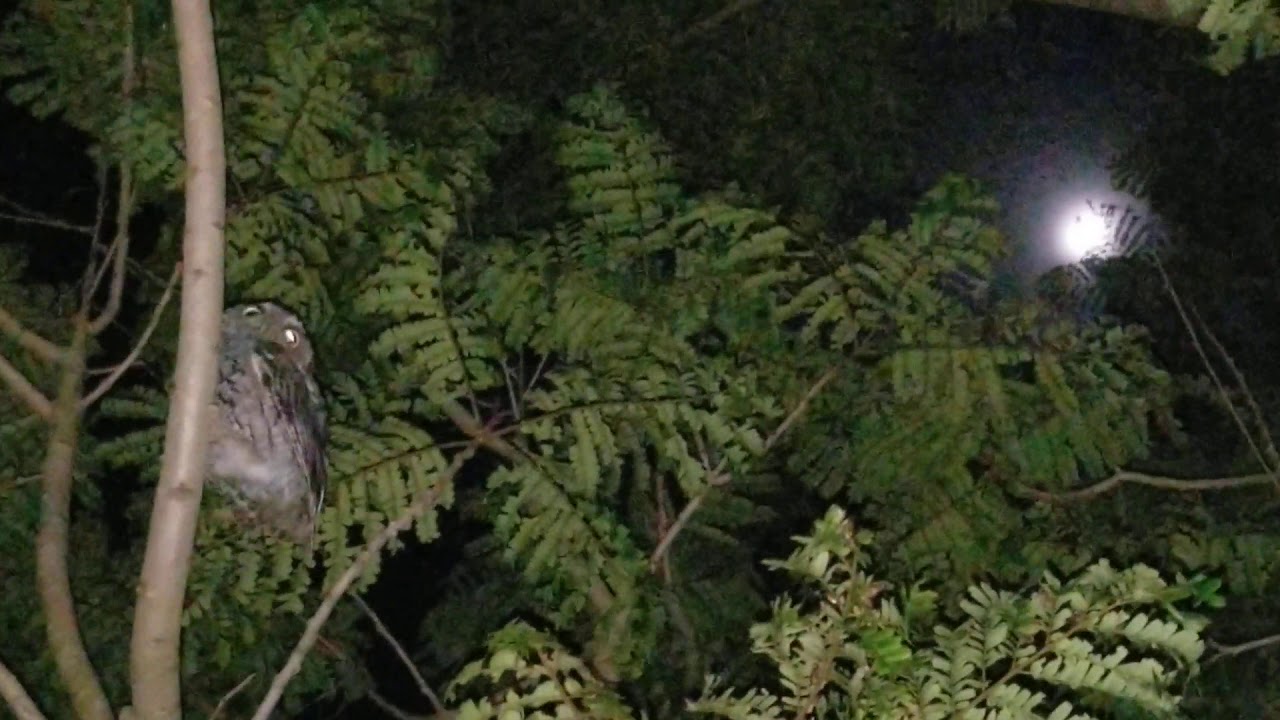 Florida Burrowing Owl Mating Season YouTube florida-burrowing-owl-mating-season-youtube