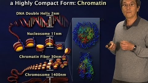 Robert Tjian (Berkeley/HHMI) Part 2: Gene regulation: Why so complex?