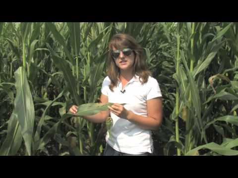 ვიდეო: Stewart's Wilt Sweet Corn-ის კონტროლი: სიმინდის ბაქტერიული ფოთლის დაბერების მართვა